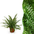 Everspring Nephrolepsis exaltata Green Lady Farn in Topf, 12cm Durchmesser, 25cm hoch, grüne Blattpflanze