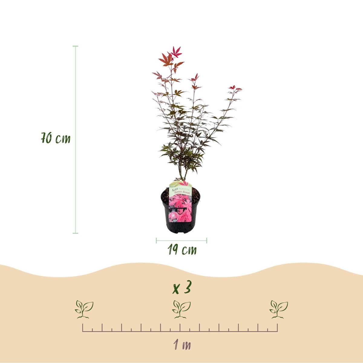 Japanischer Ahorn - Acer palmatum Skeeters Broom - Lila - 1 Pflanze - Laubabwerfend - Topf 19cm Höhe 70cm - Wurzelwerk Design