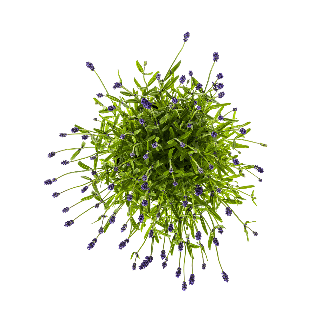 Lavandula angustifolia – Echter Lavendel Ø19 cm | Duft &amp; Bienenliebe - Wurzelwerk Design
