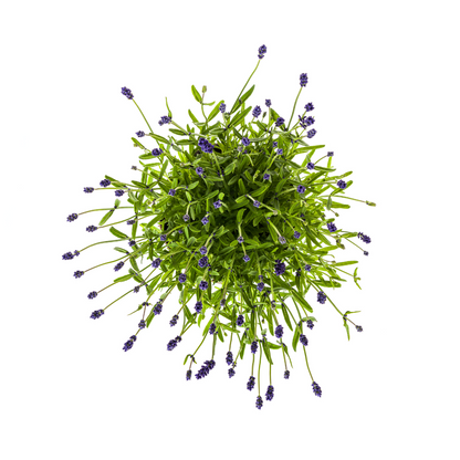 Lavandula angustifolia – Echter Lavendel Ø19 cm | Duft &amp; Bienenliebe