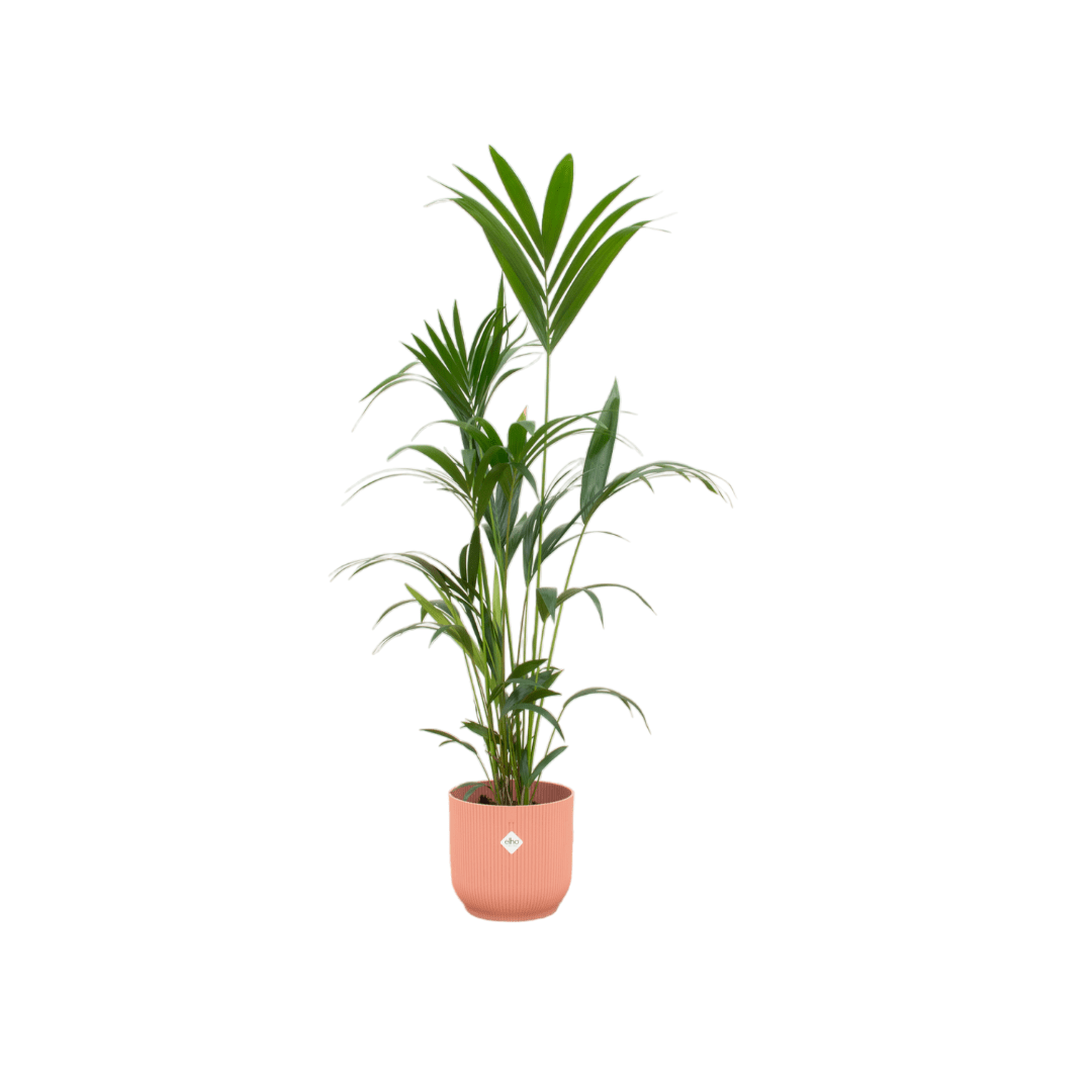 Kentia - Palme 160cm mit Topf – Elegante Zimmerpalme für stilvolles Grün - Wurzelwerk Design