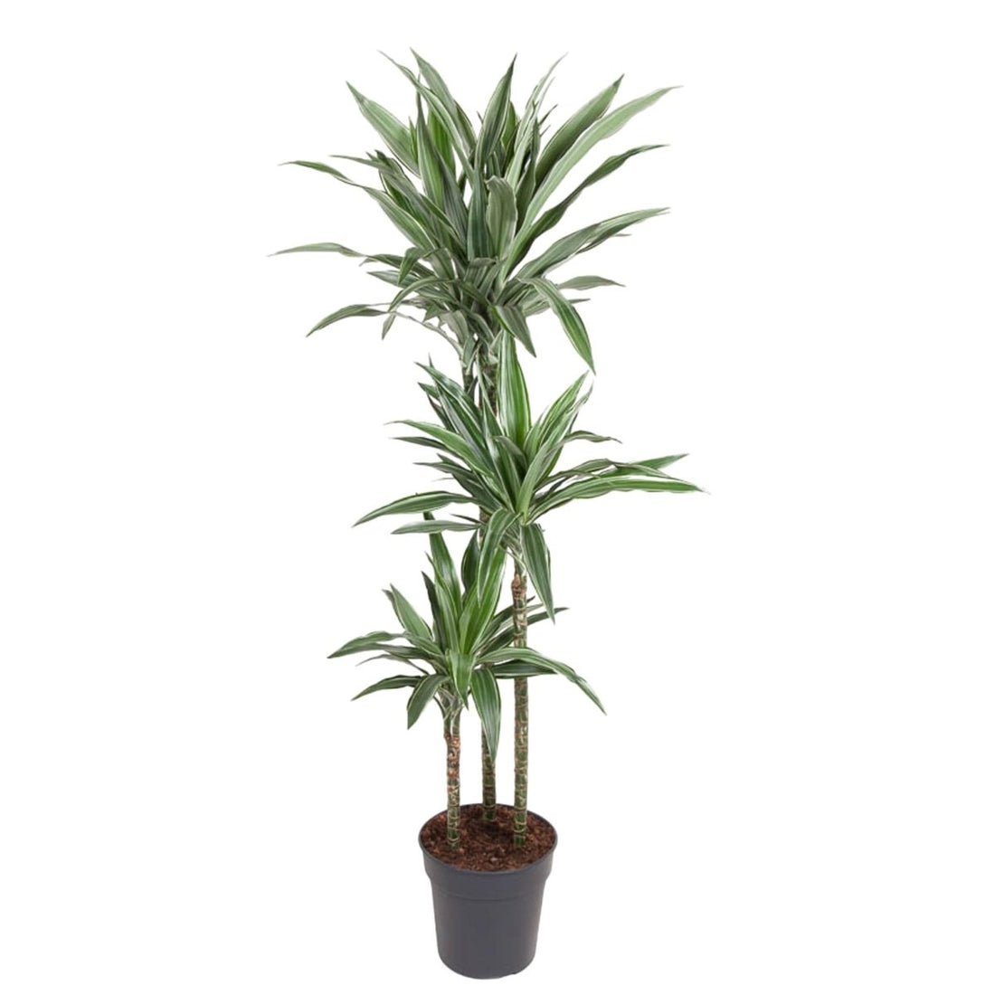 Drachenbaum Dracaena Warneckei | Pflegeleichte Zimmerpflanze – Luftreinigend &amp; dekorativ - Wurzelwerk Design