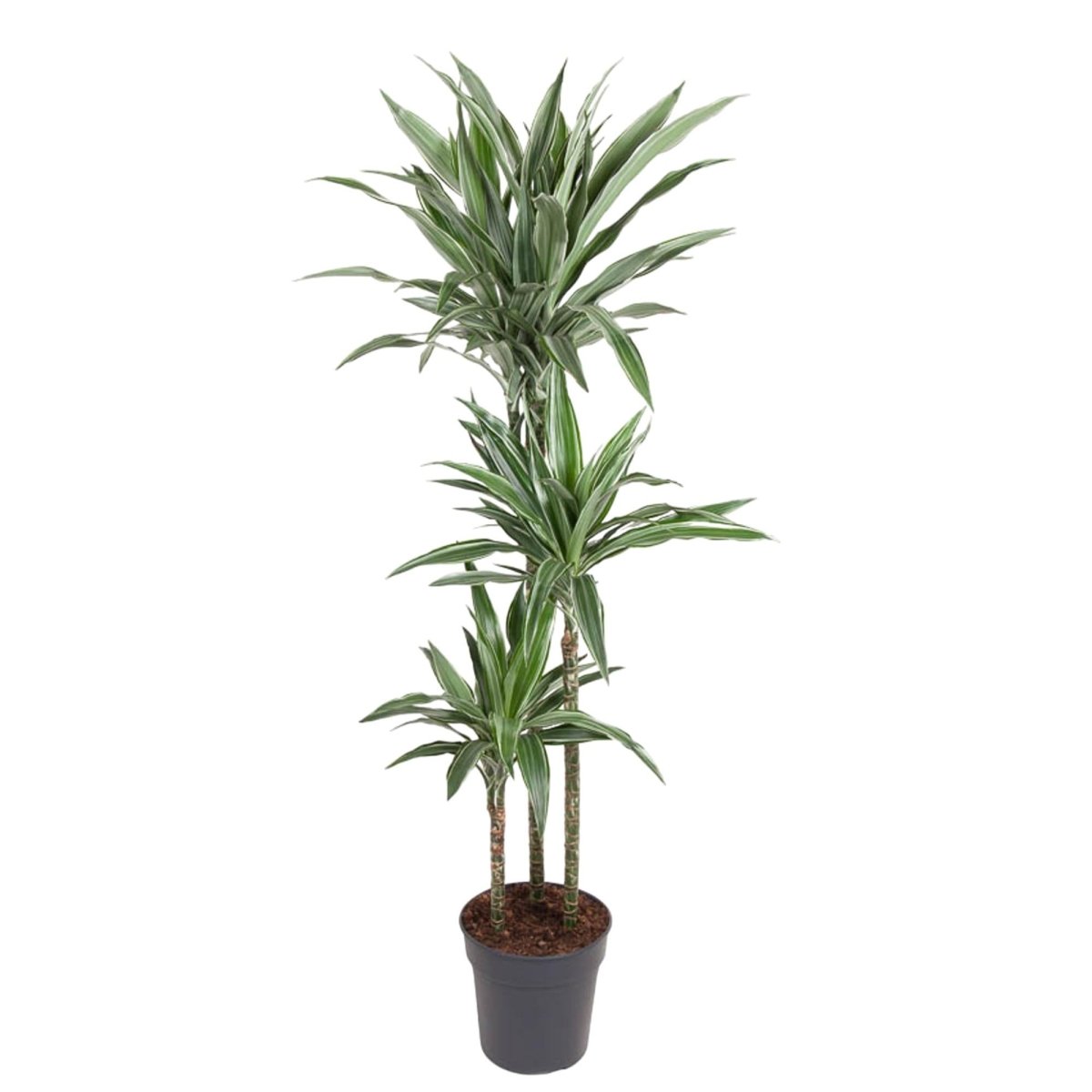 Drachenbaum Dracaena Warneckei | Pflegeleichte Zimmerpflanze – Luftreinigend &amp; dekorativ - Wurzelwerk Design