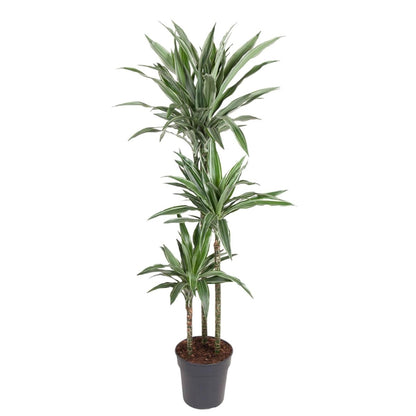 Drachenbaum Dracaena Warneckei | Pflegeleichte Zimmerpflanze – Luftreinigend &amp; dekorativ - Wurzelwerk Design