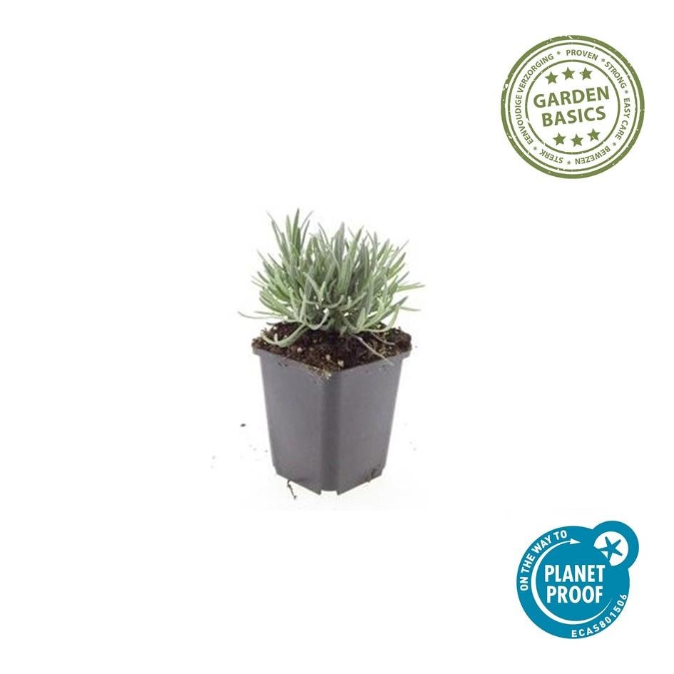 Lavandula intermedia ‘Edelweiss’ – 24 Pflanzen Ø 9 cm – Weißblühender Lavendel mit intensivem Duft - Wurzelwerk Design