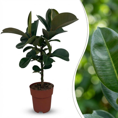 Gummibaum kaufen | Ficus Elastica Cloe – Topf Ø 19 cm, Höhe 65 cm - Wurzelwerk Design