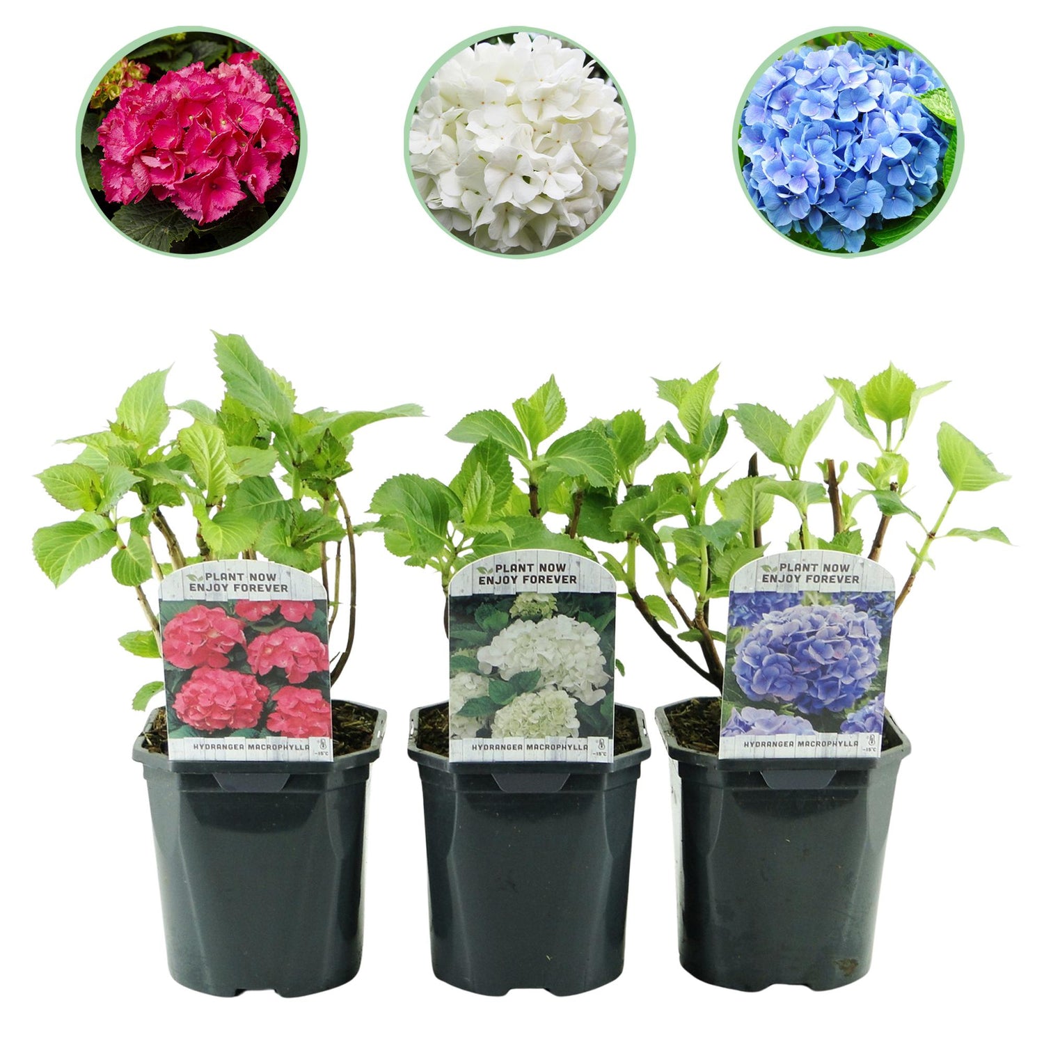 Drei Everspring Hortensien macrophylla Tricolour in Töpfen mit blauen, rosa und weißen Blüten, laubabwerfend, pflegeleicht, Höhe 30cm