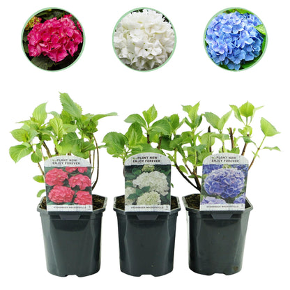 Drei Everspring Hortensien macrophylla Tricolour in Töpfen mit blauen, rosa und weißen Blüten, laubabwerfend, pflegeleicht, Höhe 30cm