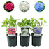 Drei Everspring Hortensien macrophylla Tricolour in Töpfen mit blauen, rosa und weißen Blüten, laubabwerfend, pflegeleicht, Höhe 30cm