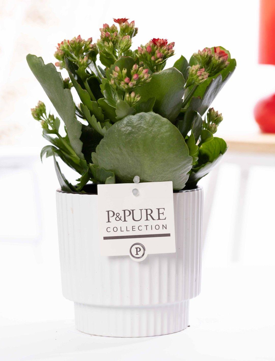 Rote Kalanchoe in weißer Keramikschale, Everspring P&amp;PURE Ivy, glänzend, Durchmesser 12cm, Höhe 27cm, Pflanze auf Thumbnail.