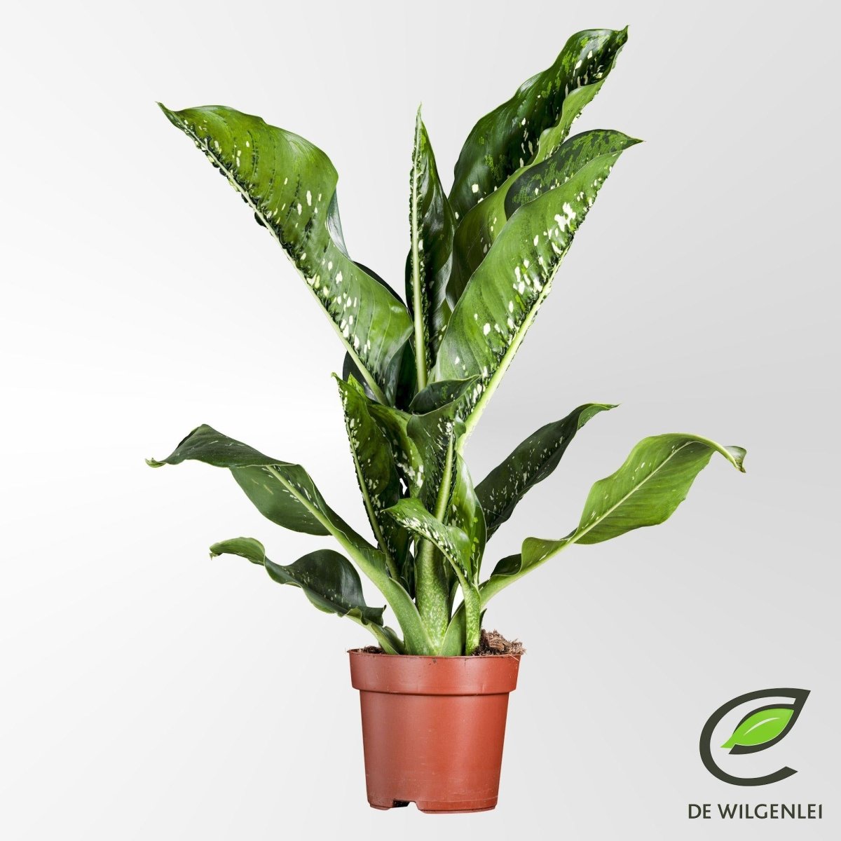 Dieffenbachia seguine ‘Caiman’ – XL - Zimmerpflanze mit exotischem Blattschmuck – Ø 21 cm Topf – Höhe ca. 75 cm - Wurzelwerk Design