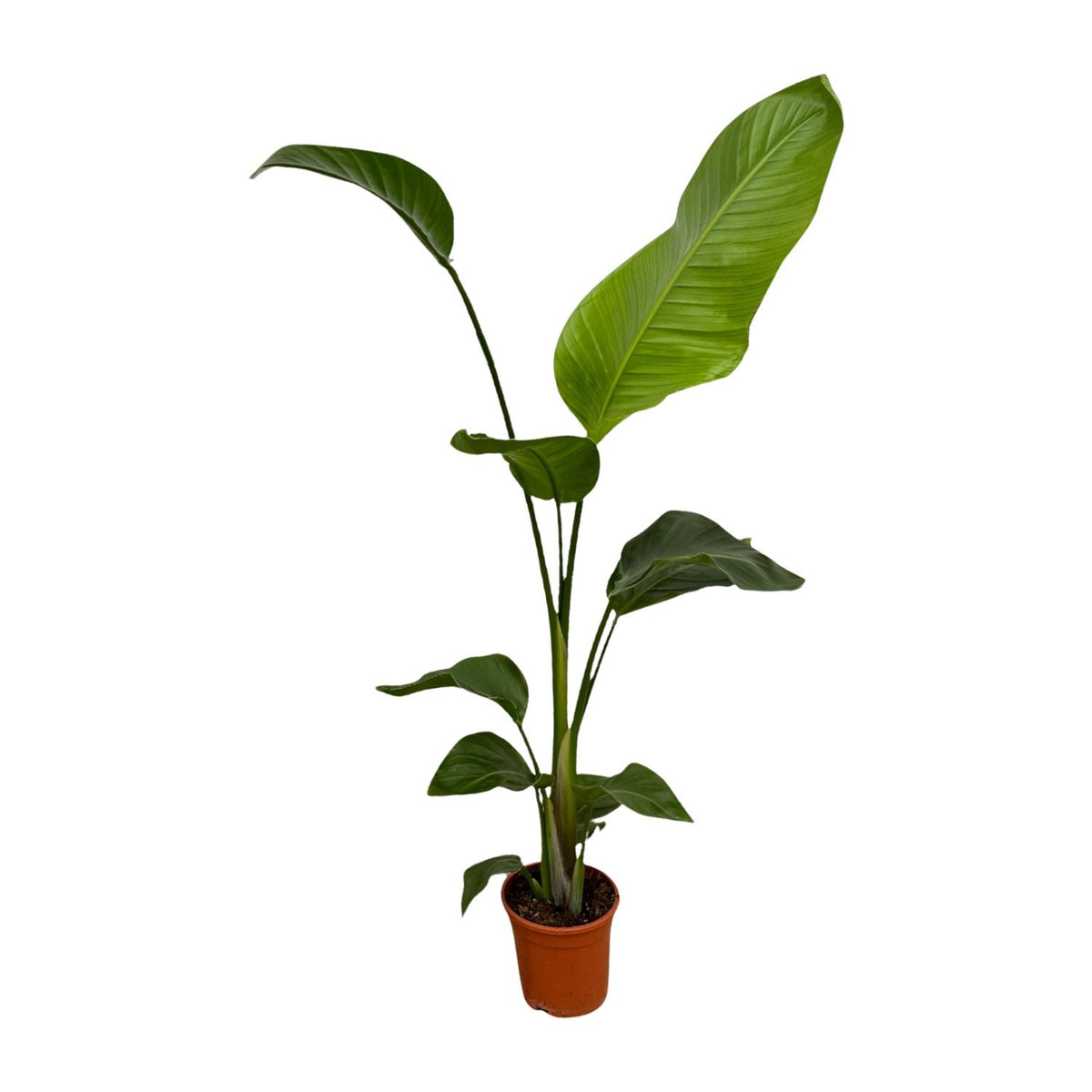 Zwei Strelitzia Nicolai Pflanzen, 100 cm hoch, mit großen grünen Blättern, in Töpfen, von Everspring.