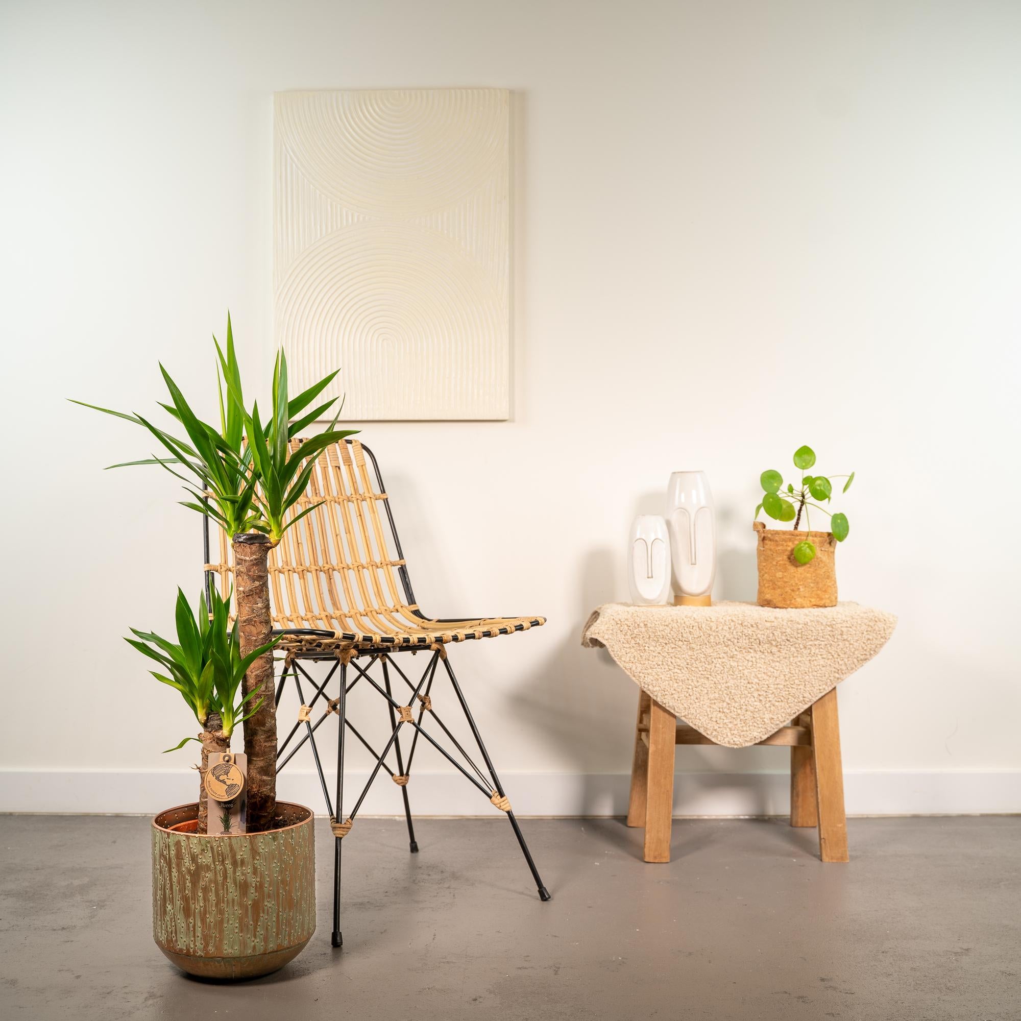 Yucca mit Übertopf kaufen | ca. 100 cm, Ø 21 cm
