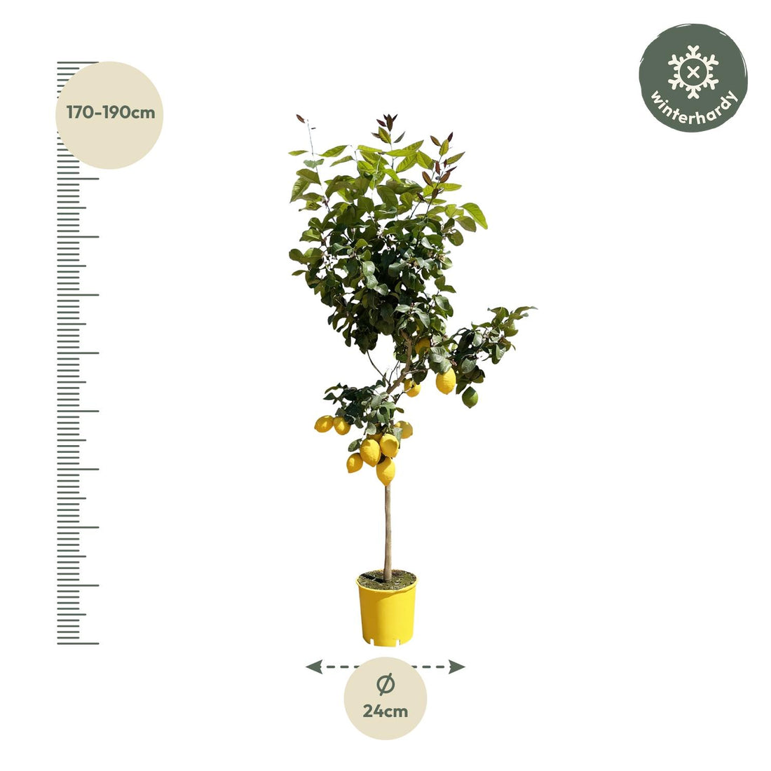 Zitronenbaum von Everspring, 150 cm hoch mit einem Durchmesser von 24 cm, grüne Blätter und reife Zitronen an Zweigen