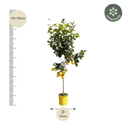 Zitronenbaum - 150 cm - ø24