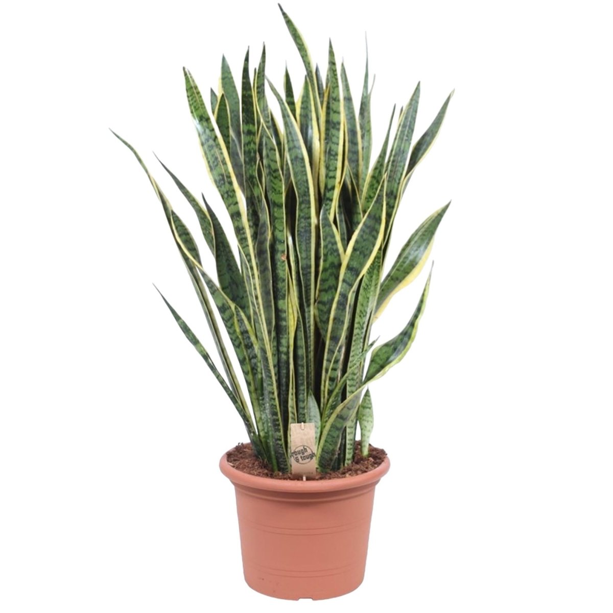 Sansevieria Laurentii 100 cm – XL Bogenhanf - Wurzelwerk Design