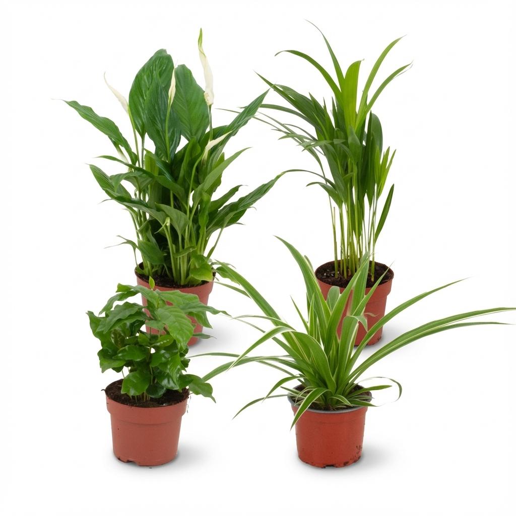 Luftreinigende Zimmerpflanzen in Topf, Durchmesser 12 cm, Höhe 30-40 cm, von Everspring, grüne Blätter