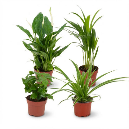Luftreinigende Zimmerpflanzen in Topf, Durchmesser 12 cm, Höhe 30-40 cm, von Everspring, grüne Blätter