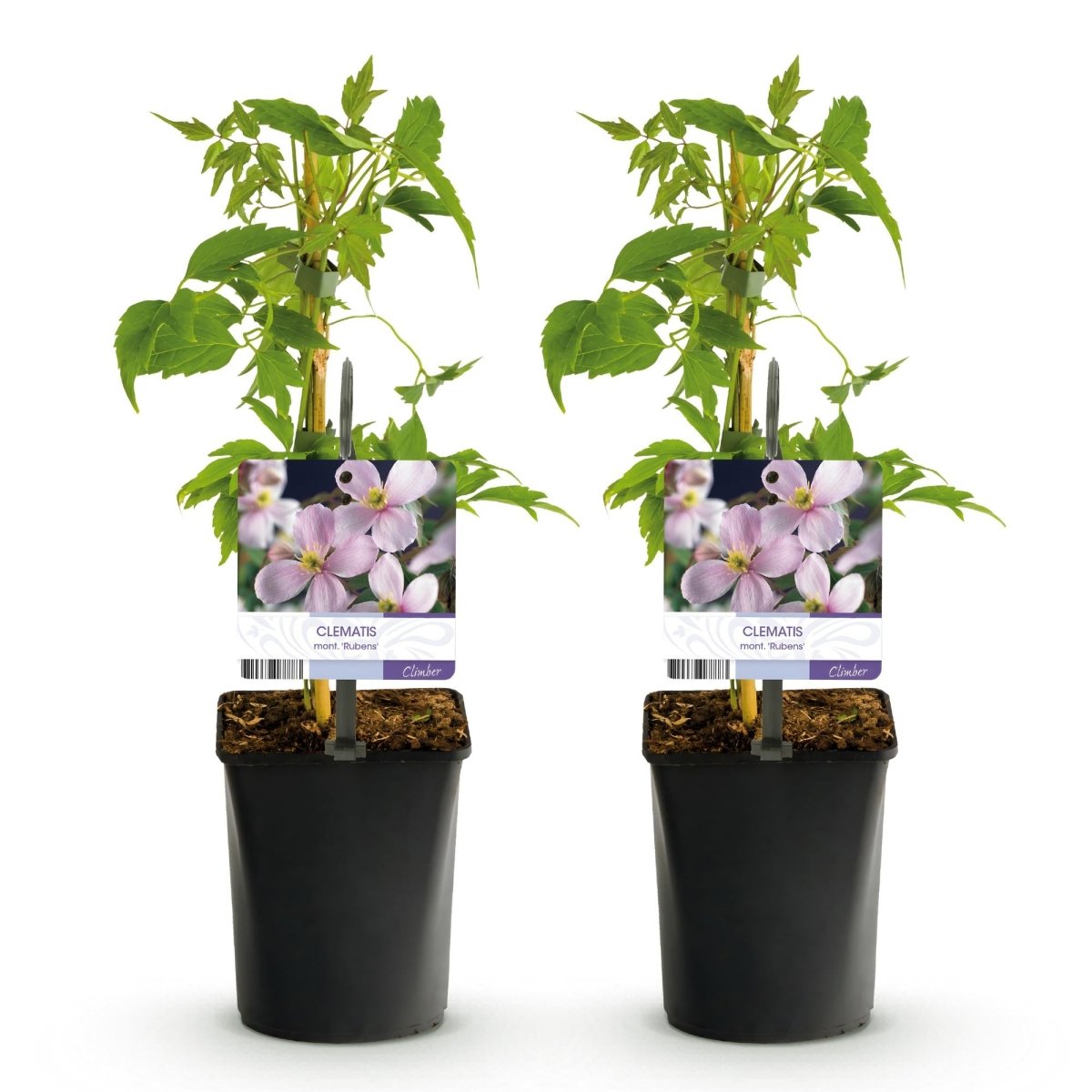 Clematis montana &