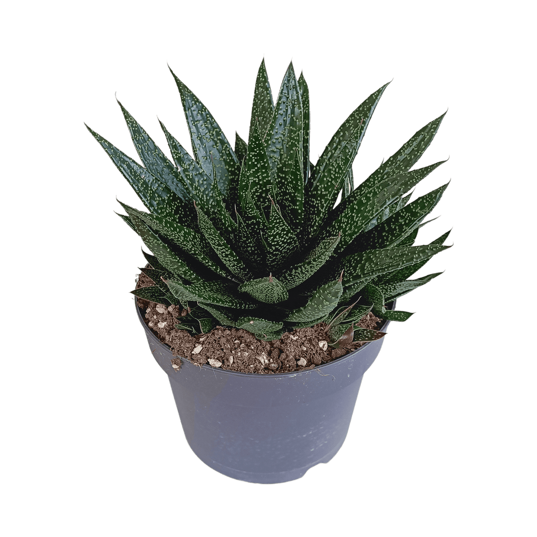 Große Gasteria Sukkulente von Everspring, grüne Pflanze mit dicken, fleckigen Blättern, Durchmesser ca. 17 cm