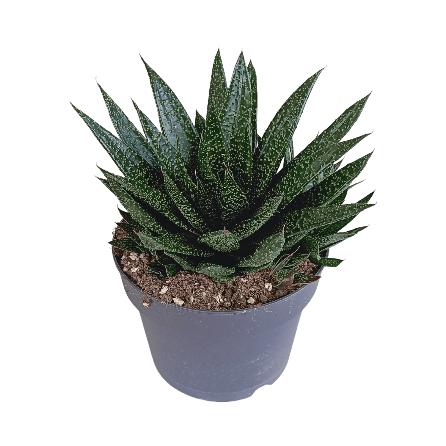 Große Gasteria Sukkulente von Everspring, grüne Pflanze mit dicken, fleckigen Blättern, Durchmesser ca. 17 cm