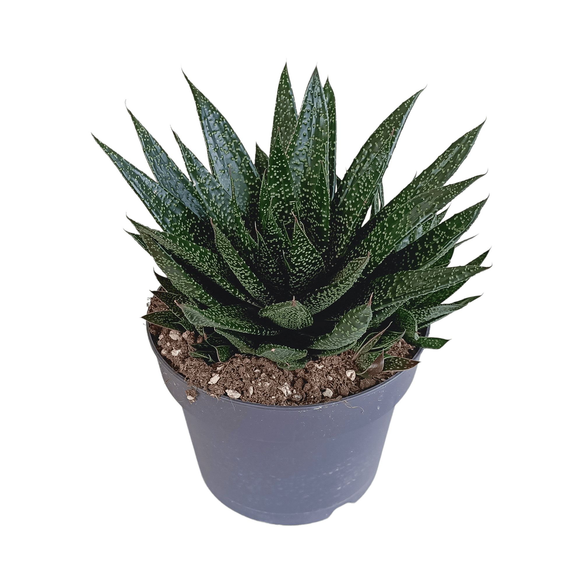 Große Gasteria Sukkulente von Everspring, grüne Pflanze mit dicken, fleckigen Blättern, Durchmesser ca. 17 cm