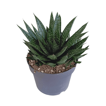Große Gasteria Sukkulente von Everspring, grüne Pflanze mit dicken, fleckigen Blättern, Durchmesser ca. 17 cm