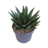 Große Gasteria Sukkulente von Everspring, grüne Pflanze mit dicken, fleckigen Blättern, Durchmesser ca. 17 cm