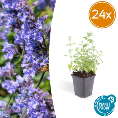Nepeta &