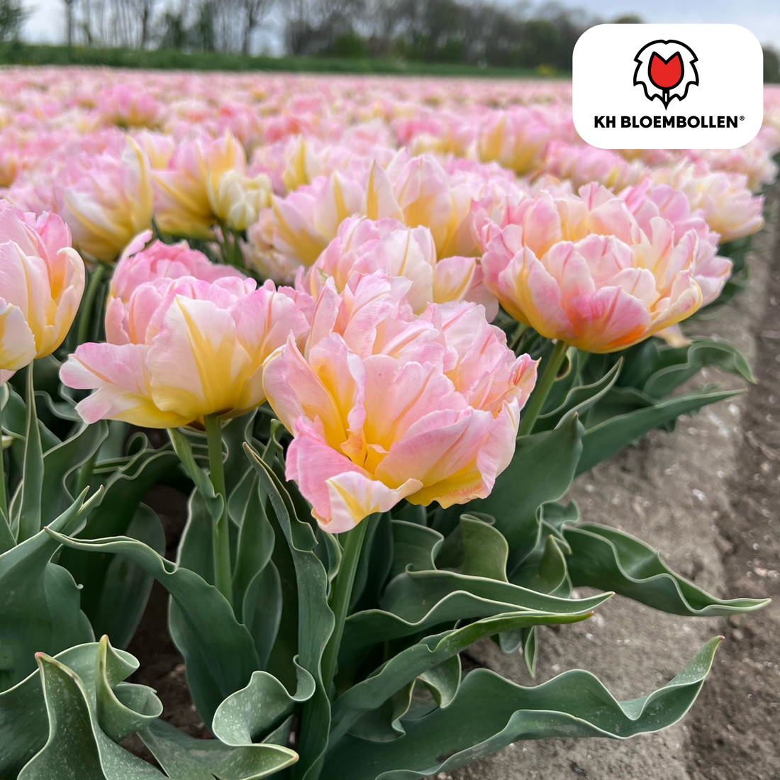 20 zartrosa Tulpenzwiebeln von Everspring, schöne Zwiebeln für elegante Frühlingsblumen, im Thumbnail-Format