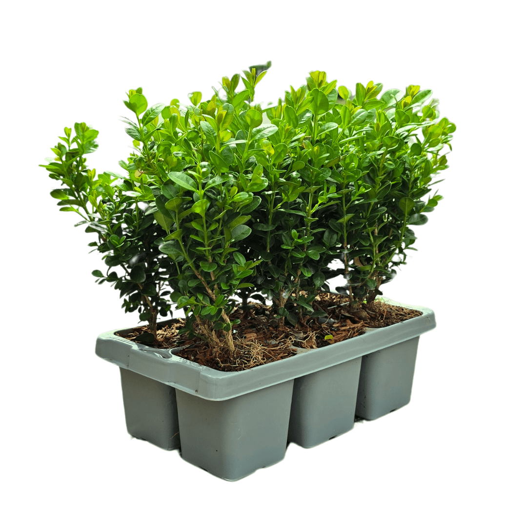 Buxus NewGen Freedom – 6er - Pack – Winterharte Immergrüne Sträucher – Ø7 cm Topf – Höhe ca. 15 cm - Wurzelwerk Design