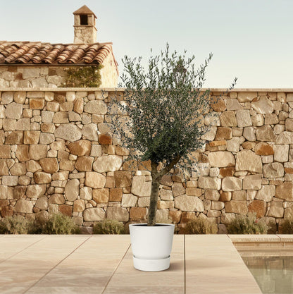 Großer Olivenbaum Olea Lorc von Everspring, 200 cm, Terrassenpflanze mit silbrigen Blättern und kräftigem Stamm.