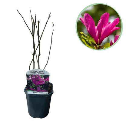 Magnolia Susan - Blumen Dunkelrosa - 1 Pflanze - laubabwerfend - wenig Pflege - Topf 17cm Höhe 45cm