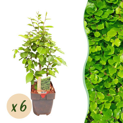Grüne Heckenpflanzen Carpinus betulus, 6 Stück im Topf, laufender Meter, laubabwerfend, 17cm Topf, Everspring