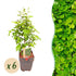 Grüne Heckenpflanzen Carpinus betulus, 6 Stück im Topf, laufender Meter, laubabwerfend, 17cm Topf, Everspring