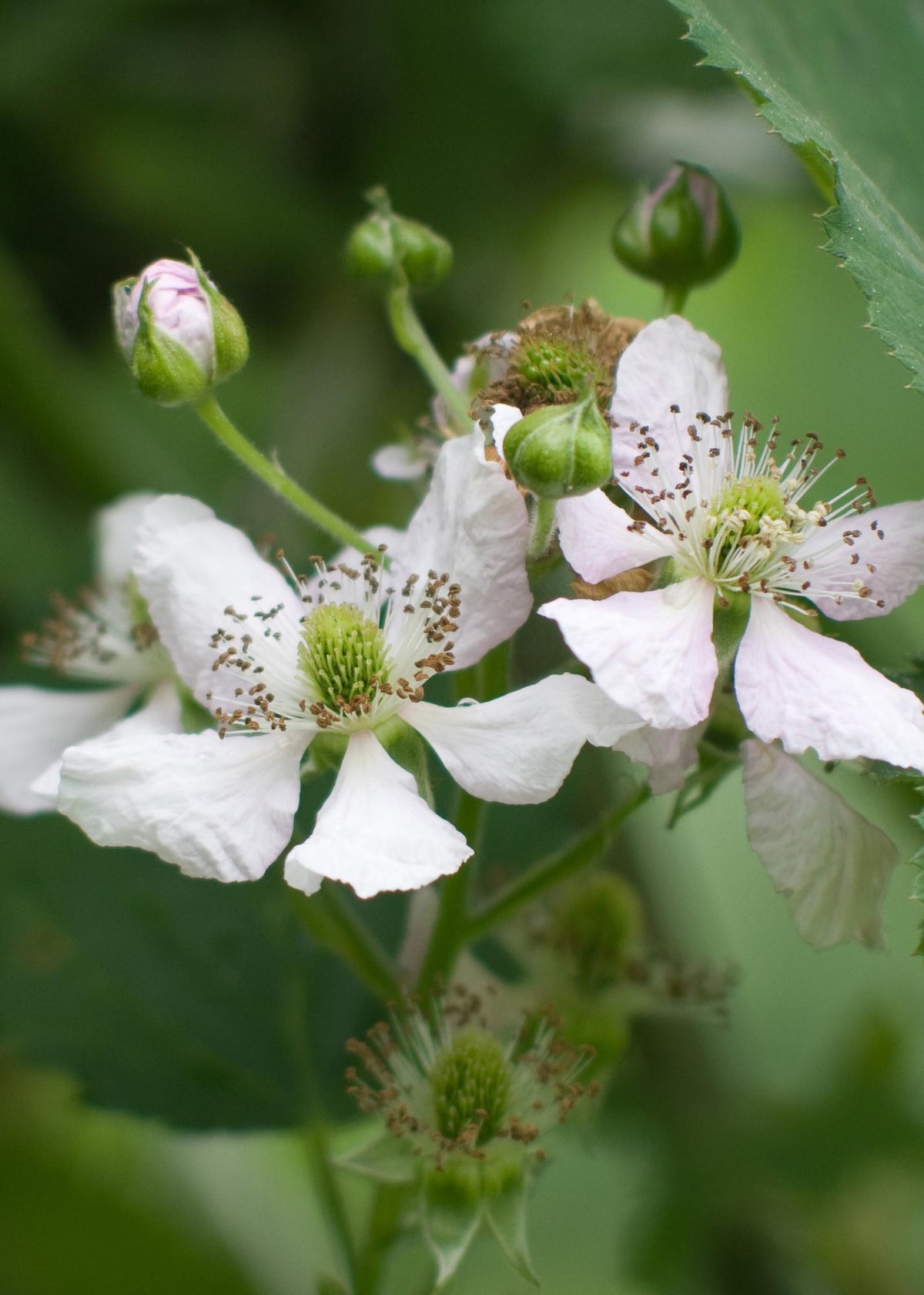 Everspring Dornenlose Brombeere ‘Thornless Evergreen’, Pflanze, Ø13 cm, ca. 45 cm hoch, winterhart, ideal für Garten und Balkon