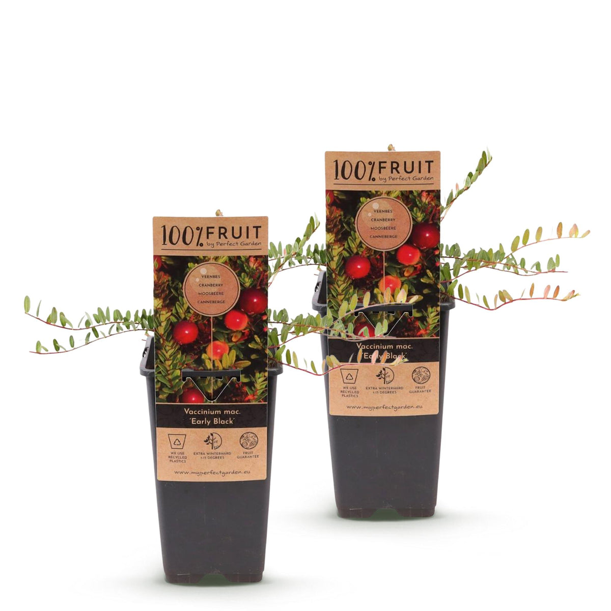 Zwei Everspring Cranberry-Pflanzen Vaccinium macrocarpon &