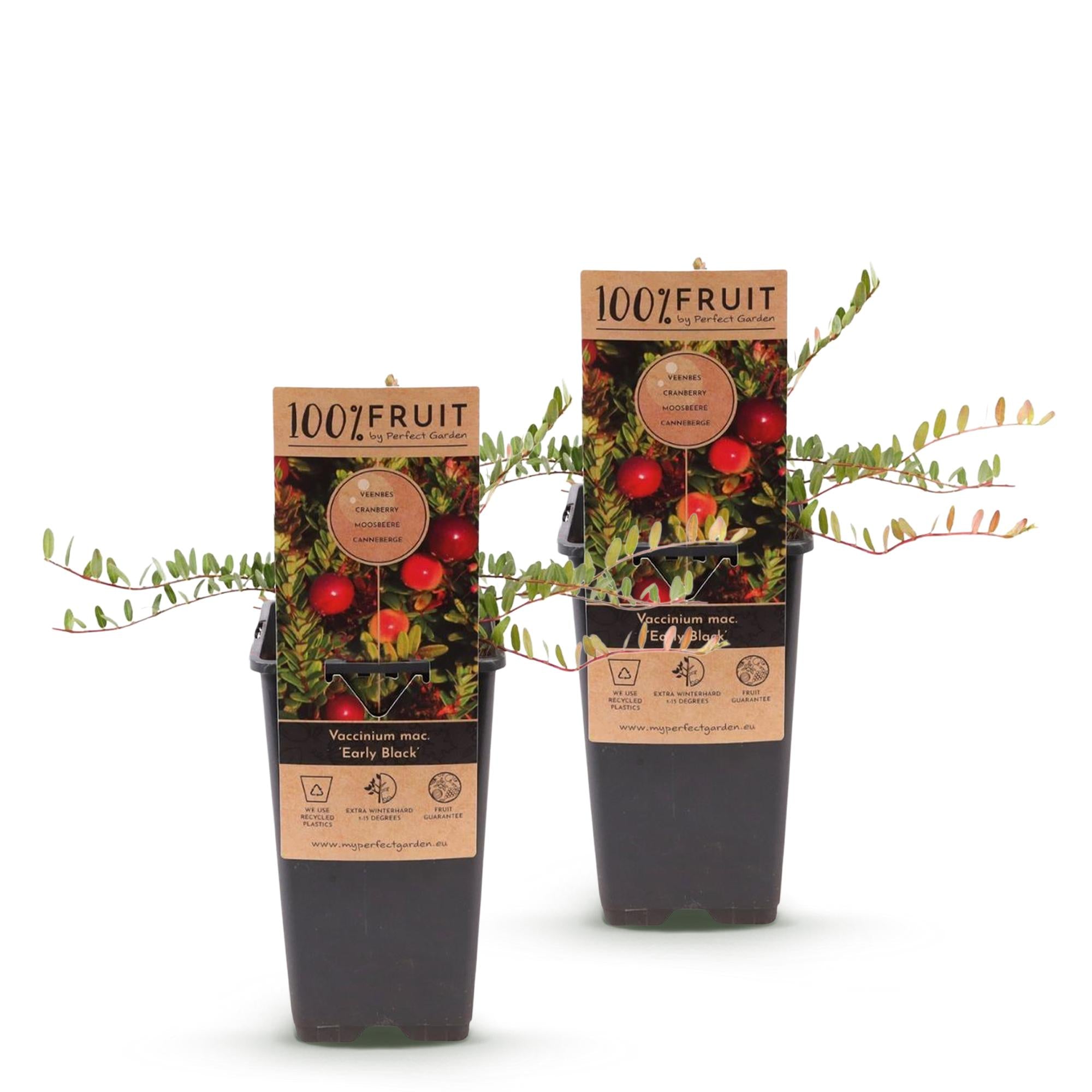 Zwei Everspring Cranberry-Pflanzen Vaccinium macrocarpon &