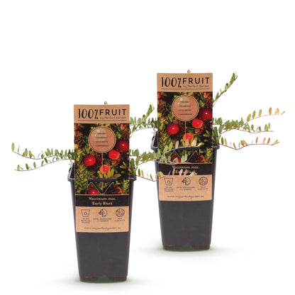 Zwei Everspring Cranberry-Pflanzen Vaccinium macrocarpon &