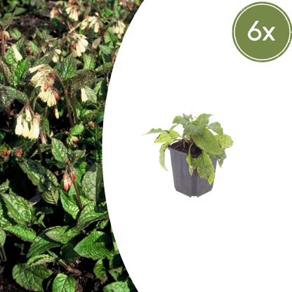 6x Symphytum grandiflorum - ↕10-25cm - Ø9cm