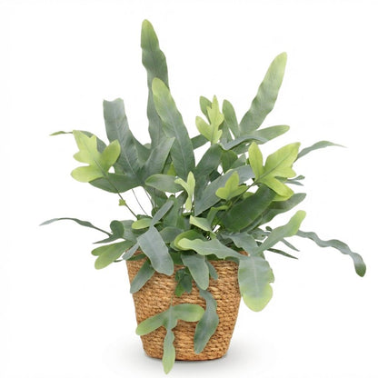 Phlebodium Blue Star kaufen | Blauer Farn – Topf Ø 12 cm, Höhe 25 cm - Wurzelwerk Design