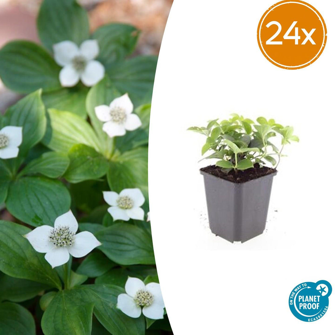 24x Cornus canadensis – Kanadischer Hartriegel-Bodendecker für Natur- &amp; Schattengärten – Höhe 10–25 cm – Ø 9 cm