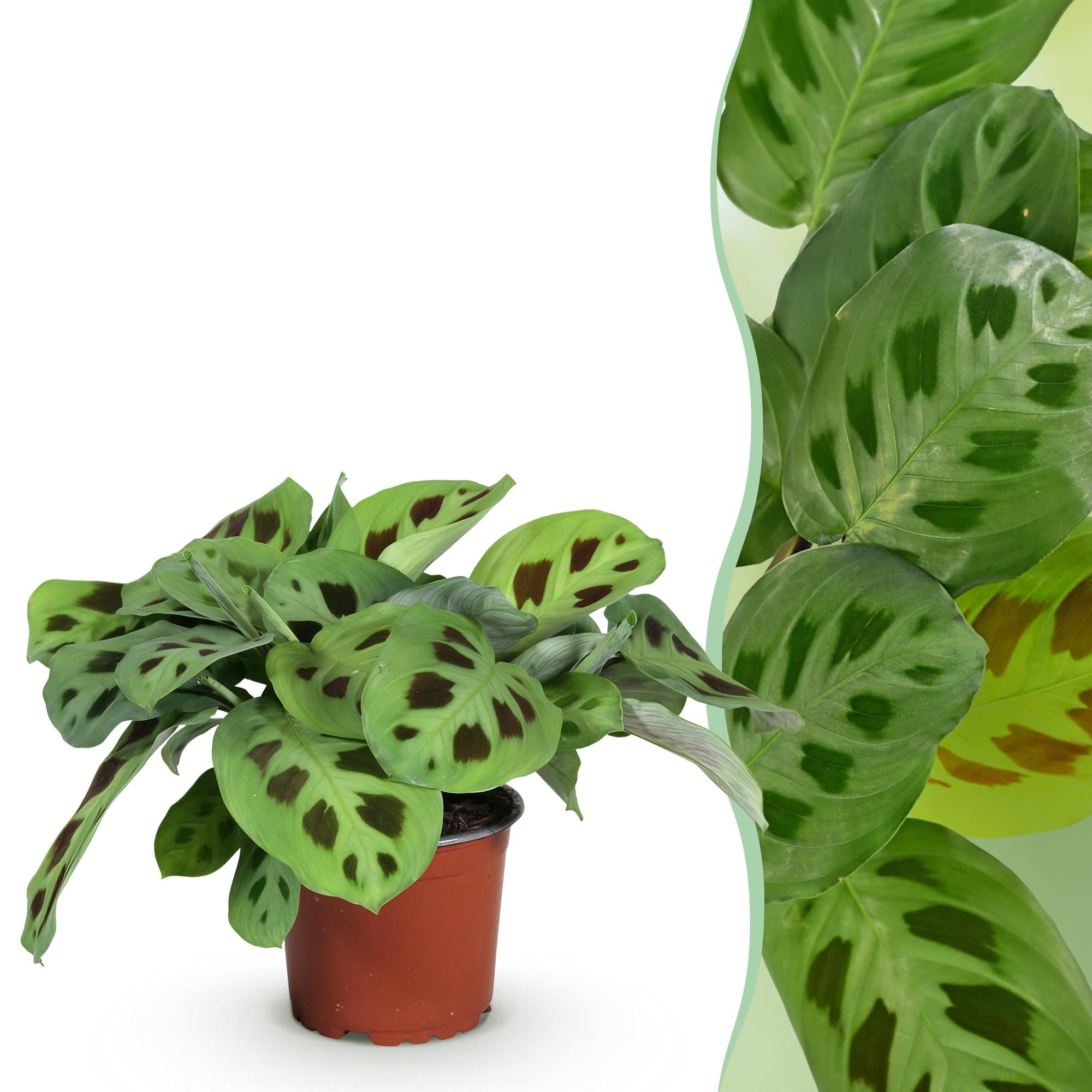 Everspring Maranta Fascinator Kerchoveana Zebrapflanze, 25cm hoch, in 12cm Topf, grüne Blattmuster, Zimmerpflanze