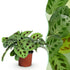 Everspring Maranta Fascinator Kerchoveana Zebrapflanze, 25cm hoch, in 12cm Topf, grüne Blattmuster, Zimmerpflanze