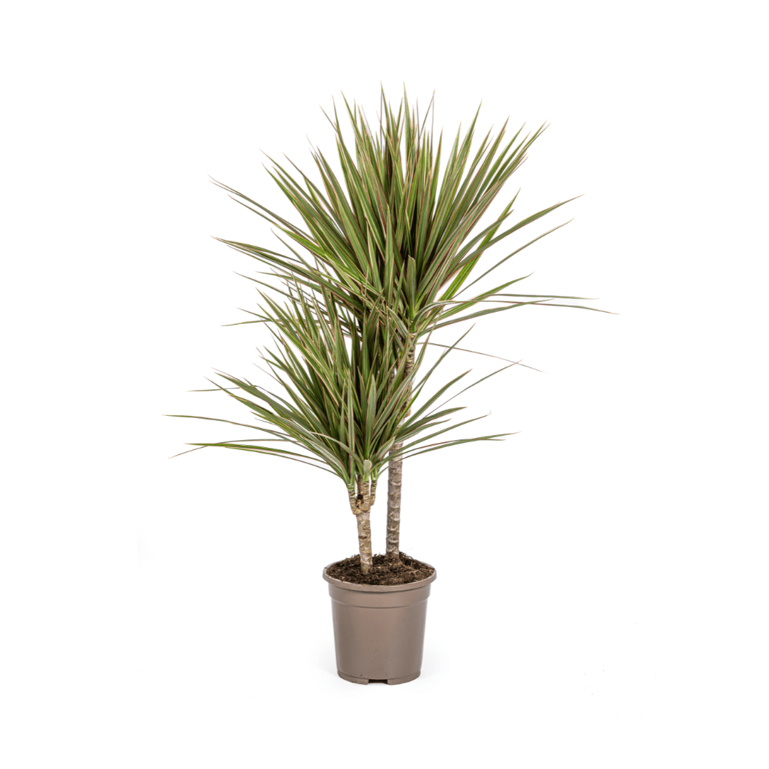 Dracaena Marginata Bicolor – Exotische Zimmerpflanze mit dekorativen Blättern - Wurzelwerk Design
