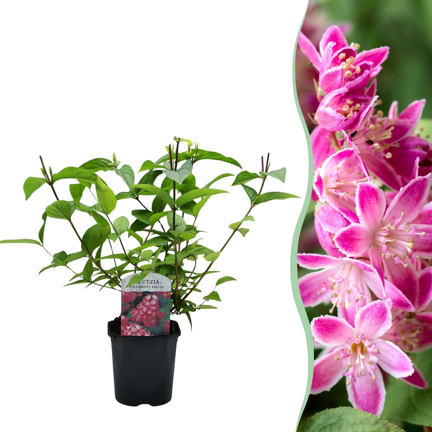Deutzia hybrida Strawbery Fields - Blüte Rosa - 1 Pflanze - Laubabwerfend - Wenig Pflege - Topf 17cm Höhe 45cm