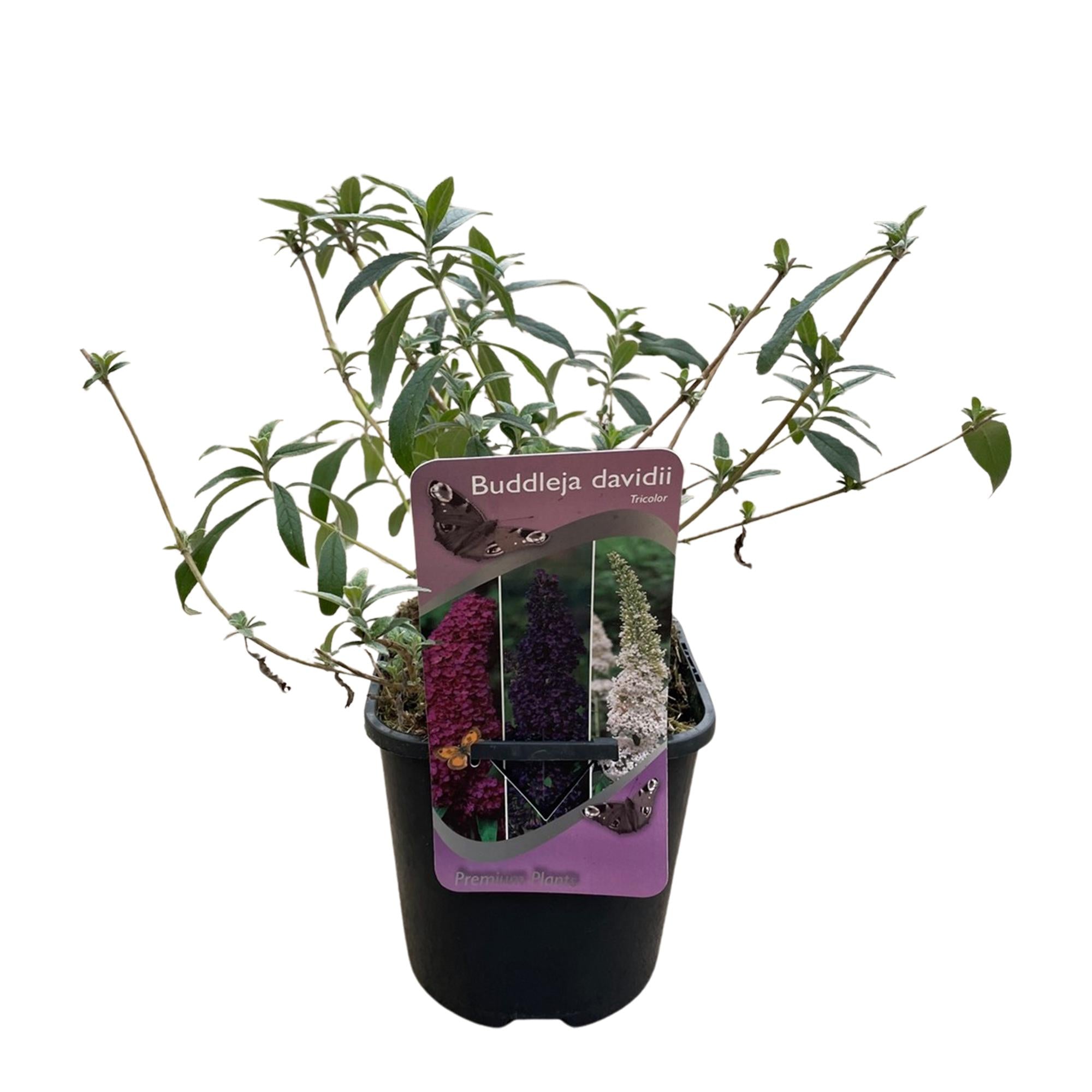 Schmetterlingsstrauch Buddleja davidii Tricolour mit rosa, weißen und lila Blüten, 3 Pflanzen in Töpfen, schmetterlingsattraktiv, Laubabwerfend