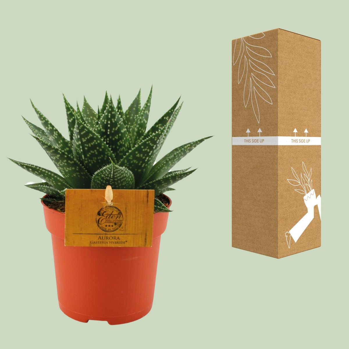 Gasteria Hybride &