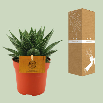 Gasteria Hybride &