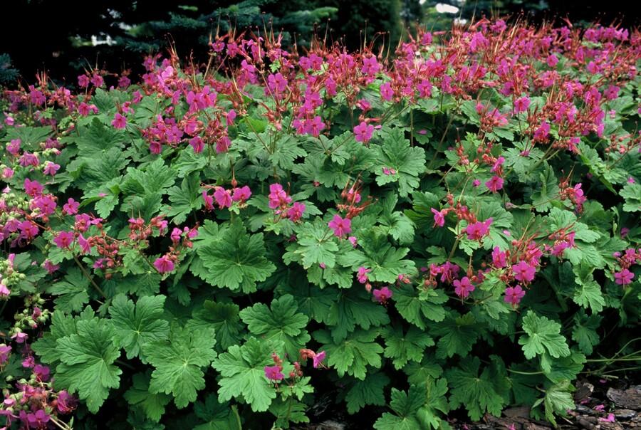 24x Geranium macrorrhizum ‘Czakor’ – Balkan - Storchschnabel mit roten Blüten – Höhe 10–25 cm – Ø 9 cm - Wurzelwerk Design